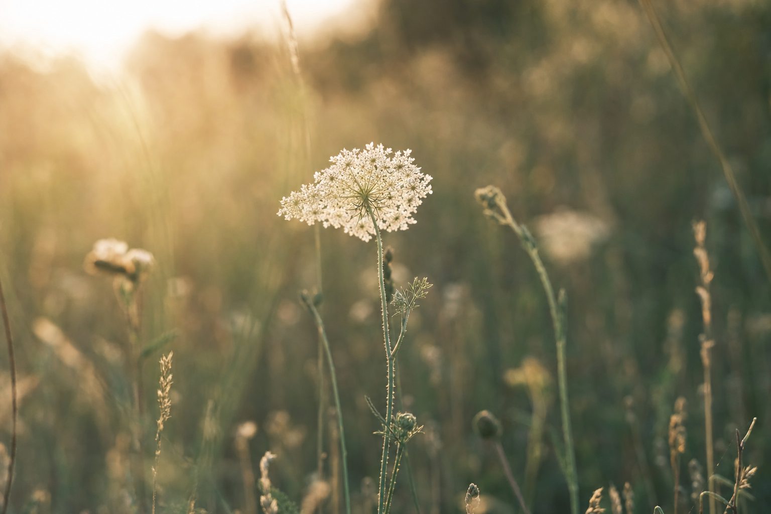 A wildflower in a meadow